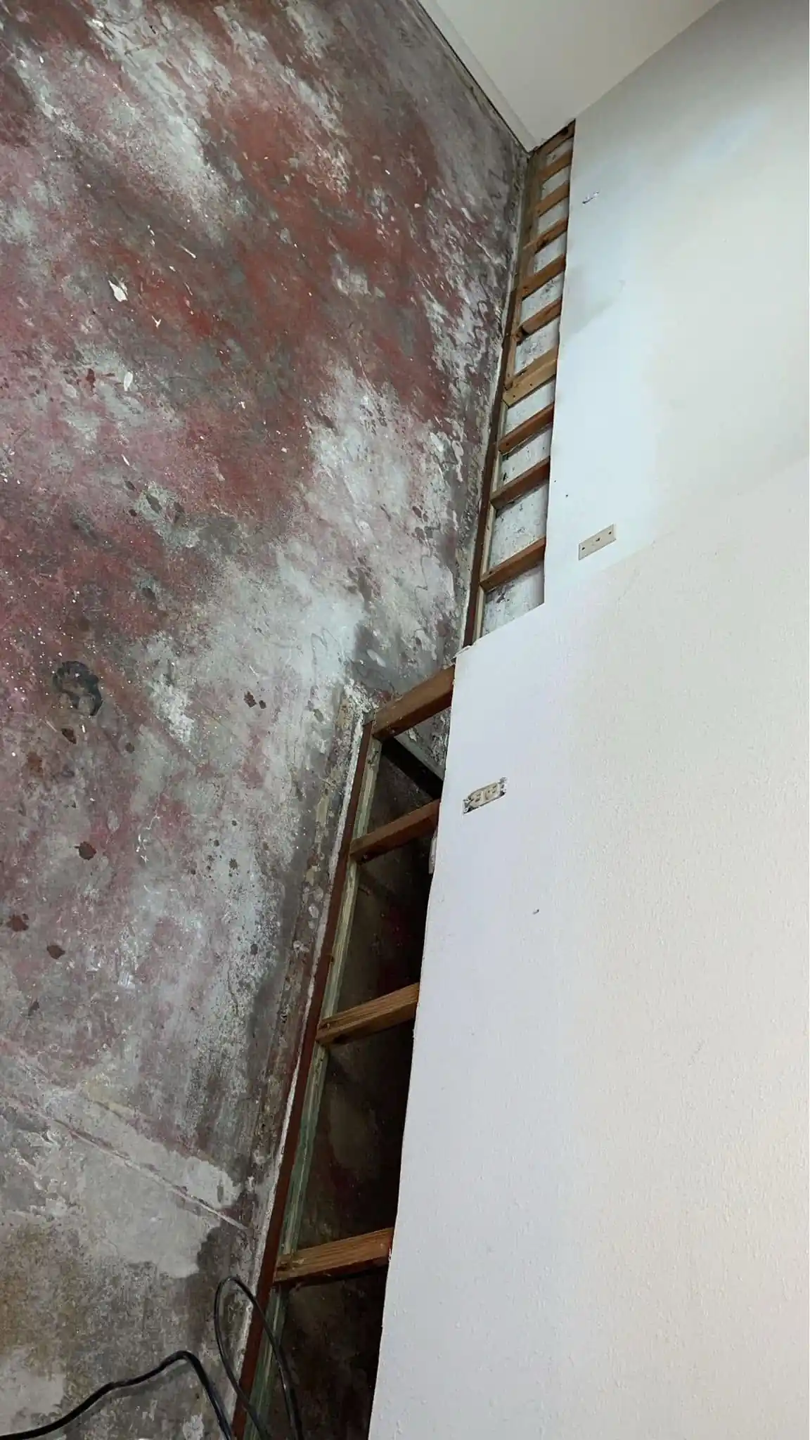 Mold infestation on walls in Fort Collins home